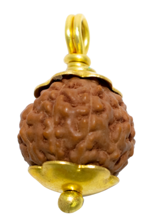 11 Mukhi Java Rudraksha