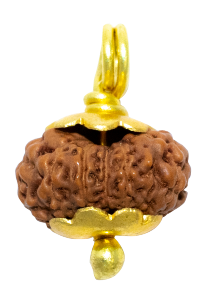 12 Mukhi Java Rudraksha