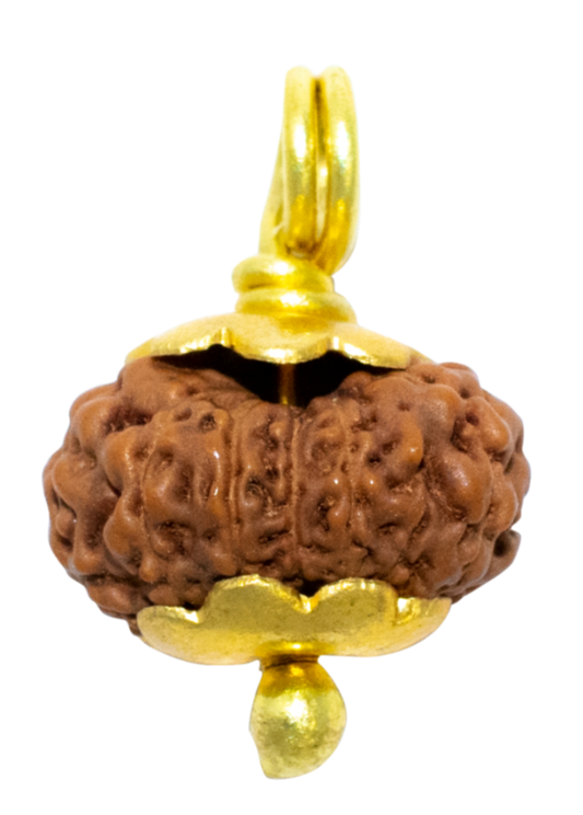 12 Mukhi Java Rudraksha