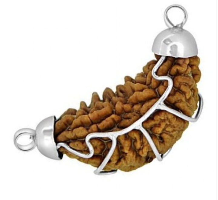 1 MUKHI RUDRAKSHA ( WITH SILVER PENDANT )