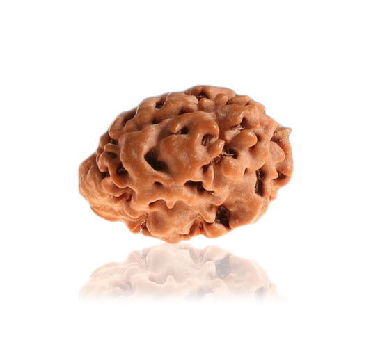 01 Mukhi Himalayan Rudraksha