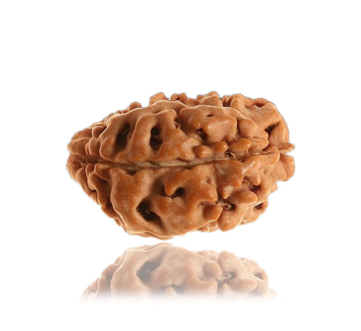 01 Mukhi Himalayan Rudraksha