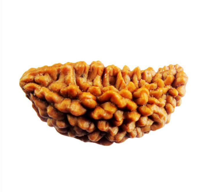 01 Mukhi  Rudraksha