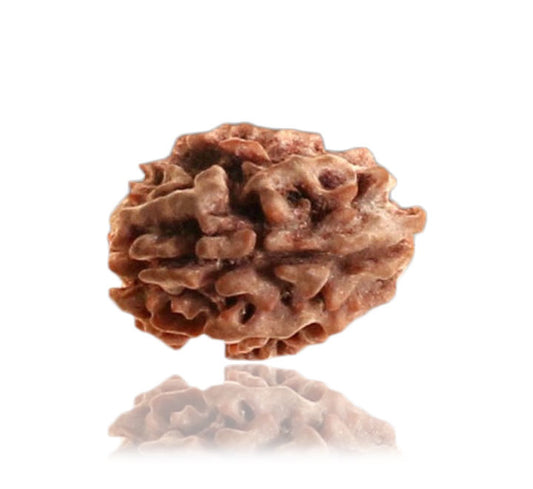 2 Mukhi  Nepali Rudraksha