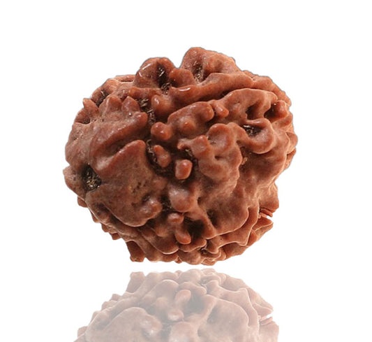 3 Mukhi Nepali Rudraksha