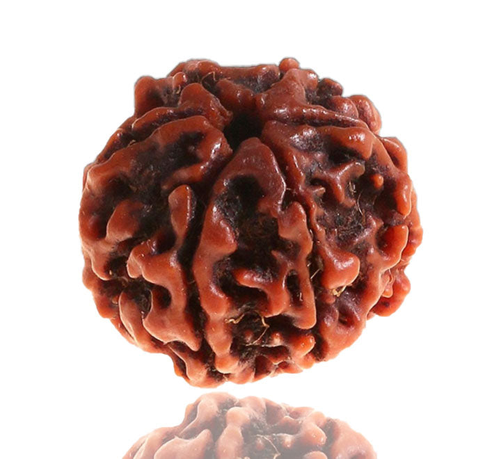 6 Mukhi Nepali Rudraksha