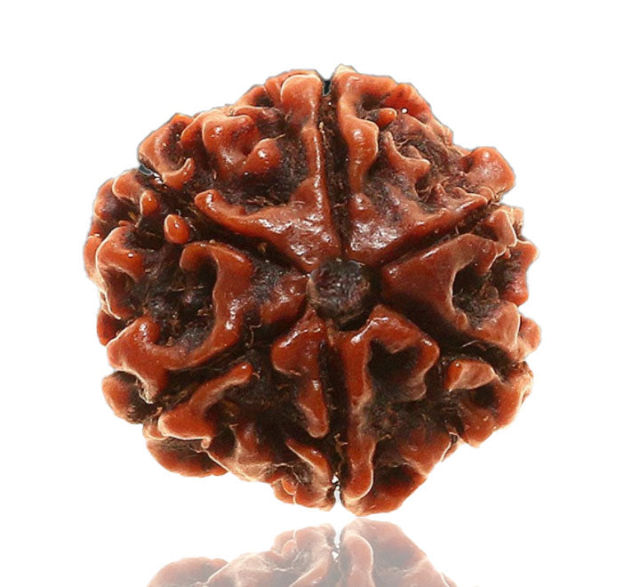 6 Mukhi Nepali Rudraksha