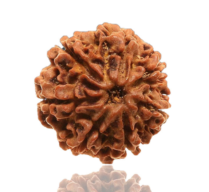 7 Mukhi Nepali Rudraksha