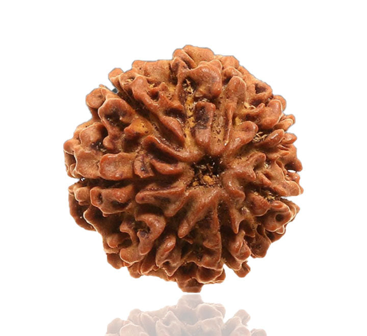 7 Mukhi Nepali Rudraksha