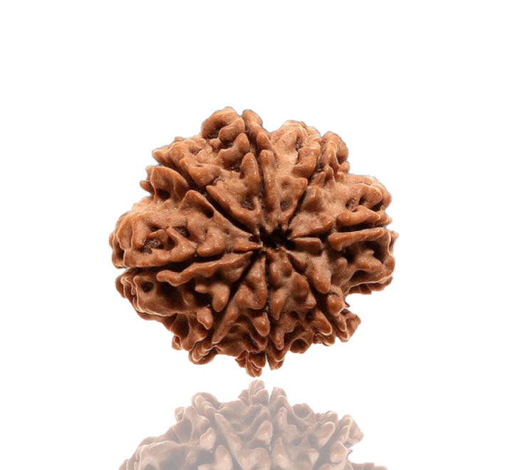 8 Mukhi Nepali Rudraksha