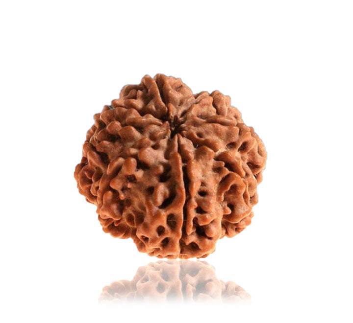 8 Mukhi Nepali Rudraksha