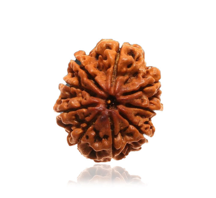 9 Mukhi Nepali Rudraksha