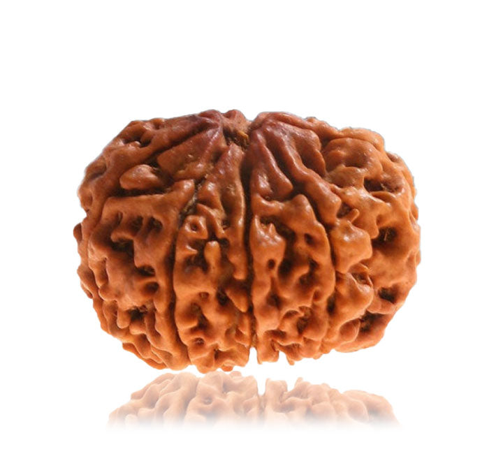 9 Mukhi Nepali Rudraksha