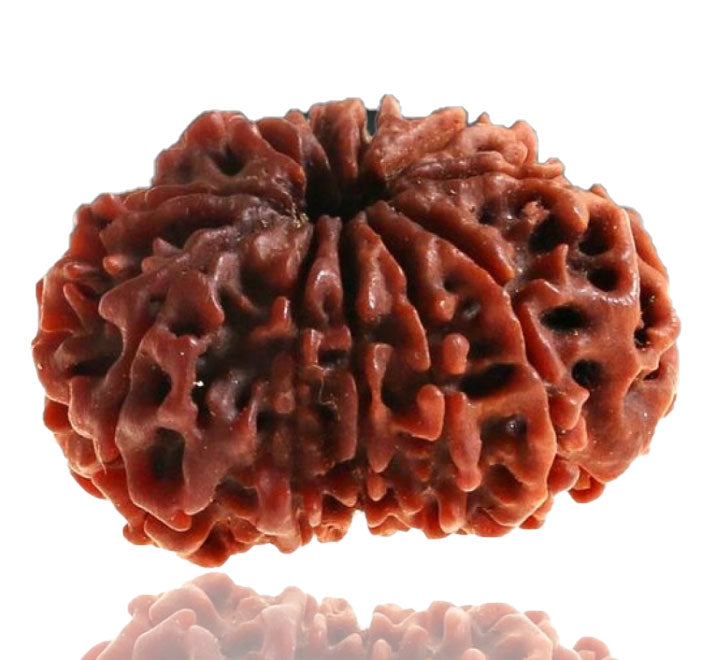 10 Nepali Rudraksha