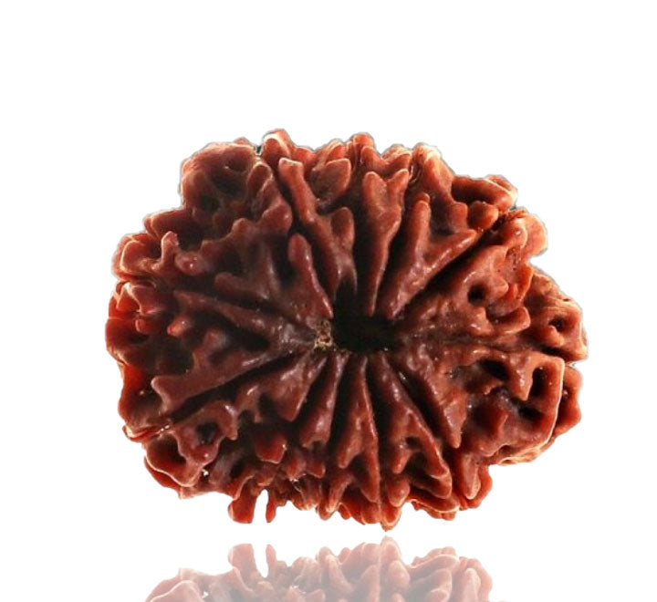 10 Nepali Rudraksha