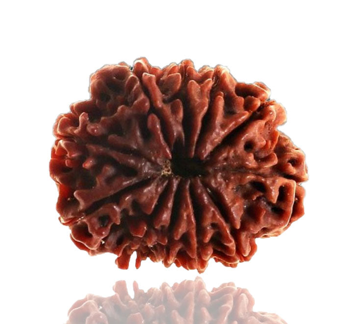 11 Mukhi Nepali Rudraksha