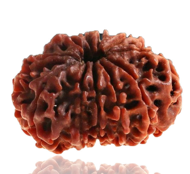 11 Mukhi Nepali Rudraksha