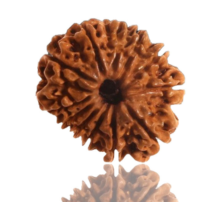 12 Mukhi Nepali Rudraksha