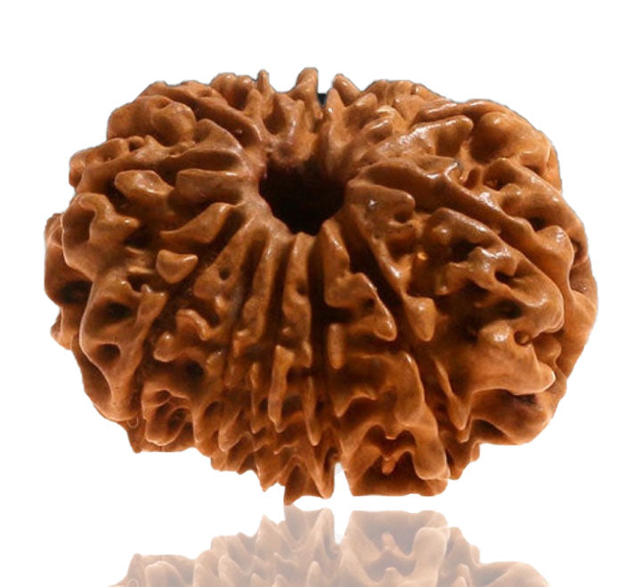 12 Mukhi Nepali Rudraksha