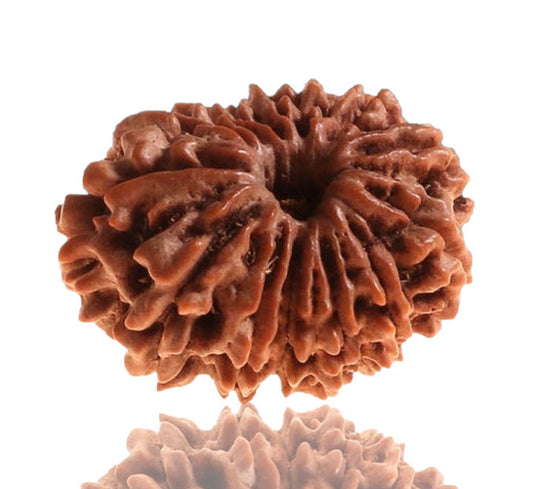 13 Mukhi Nepali Rudraksha