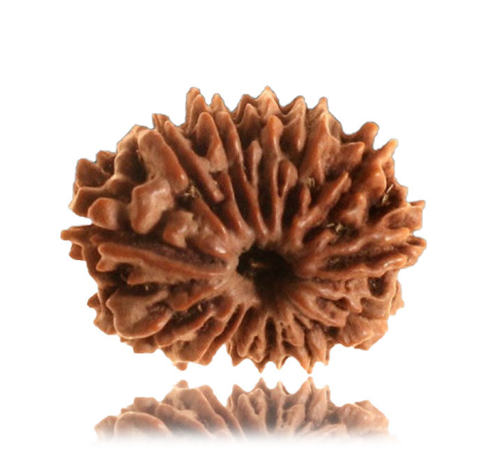 13 Mukhi Nepali Rudraksha