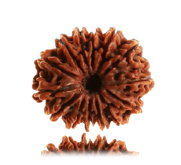 14 Mukhi Nepali Rudraksha