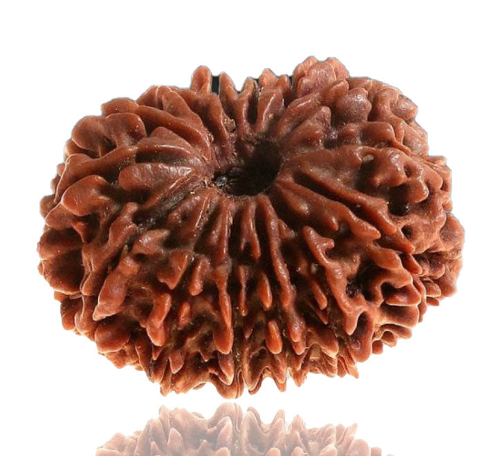 14 Mukhi Nepali Rudraksha