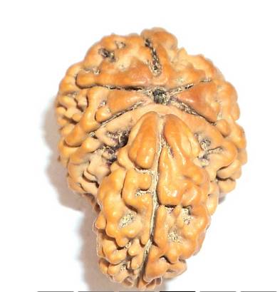 01 Mukhi Savar Rudraksha