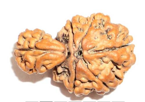 01 Mukhi Savar Rudraksha