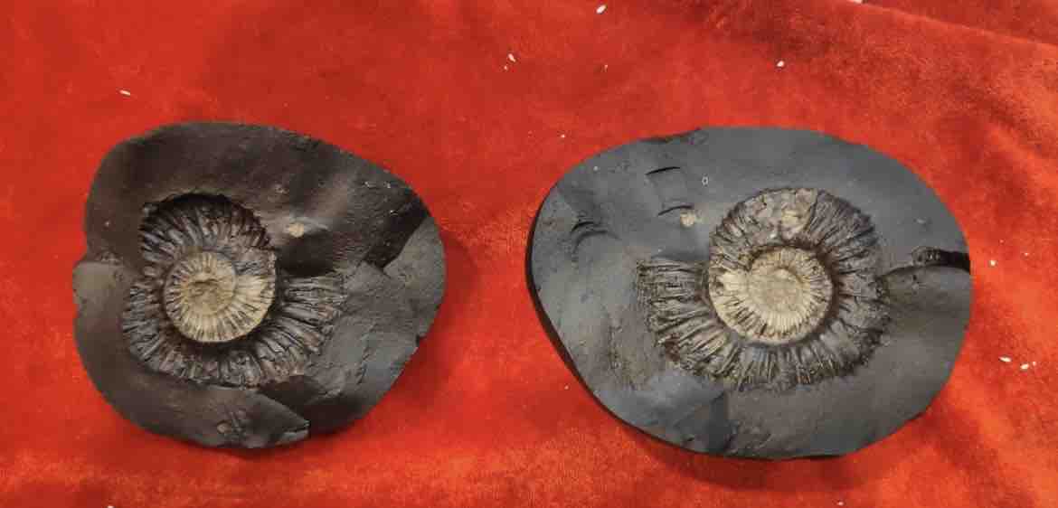 Laxmi Narayan Shaligram Ji