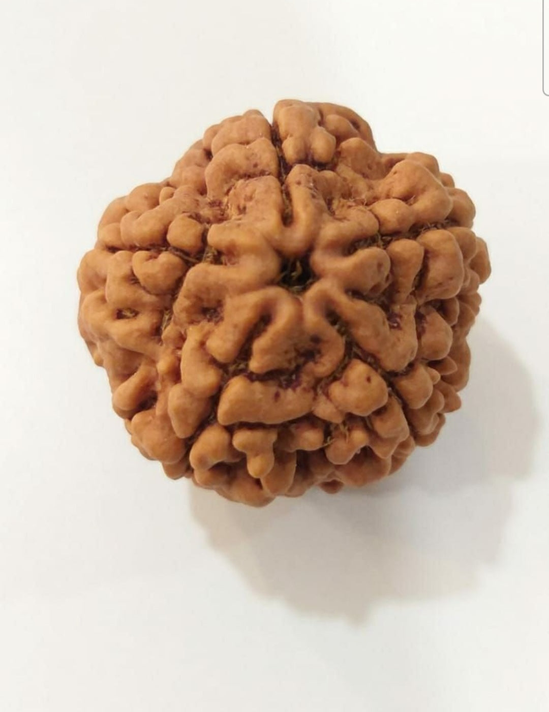 5 Mukhi Nepali Rudraksha