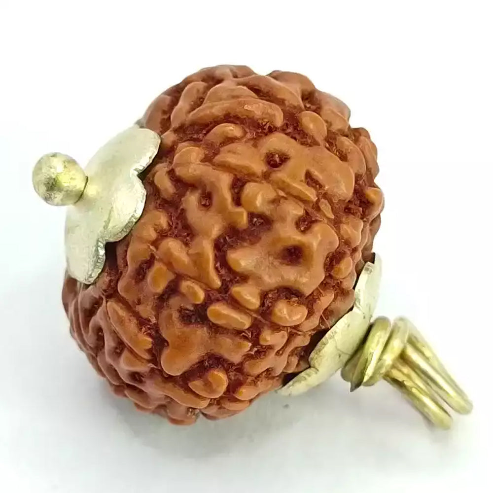 10 Mukhi Java Rudraksha