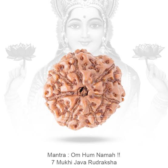 7 Mukhi Indonesia Rudraksha