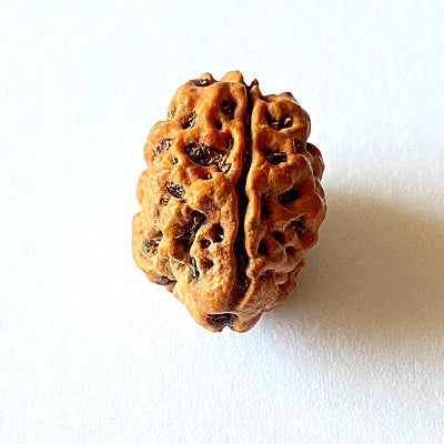 2 Mukhi  Nepali Rudraksha