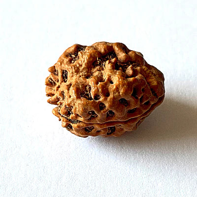 2 Mukhi  Nepali Rudraksha