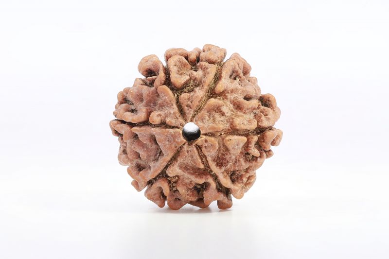 6 Mukhi Nepali Rudraksha