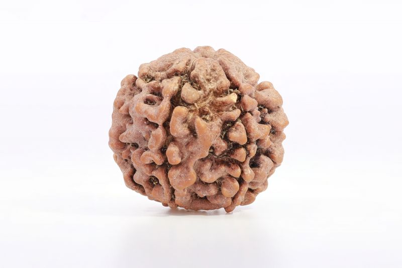 6 Mukhi Nepali Rudraksha